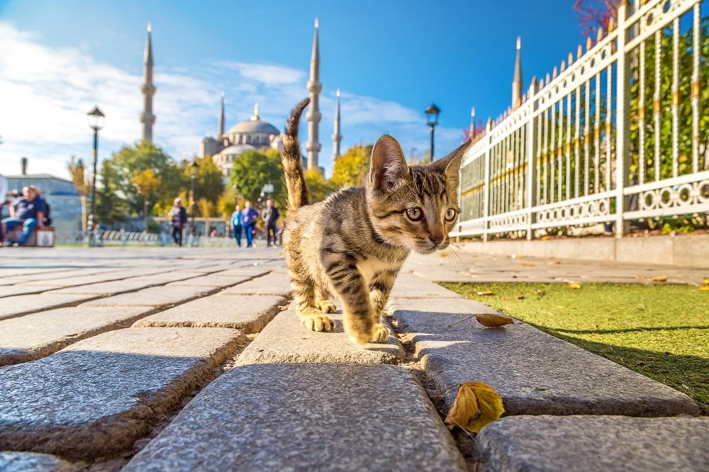 Cats of Istanbul