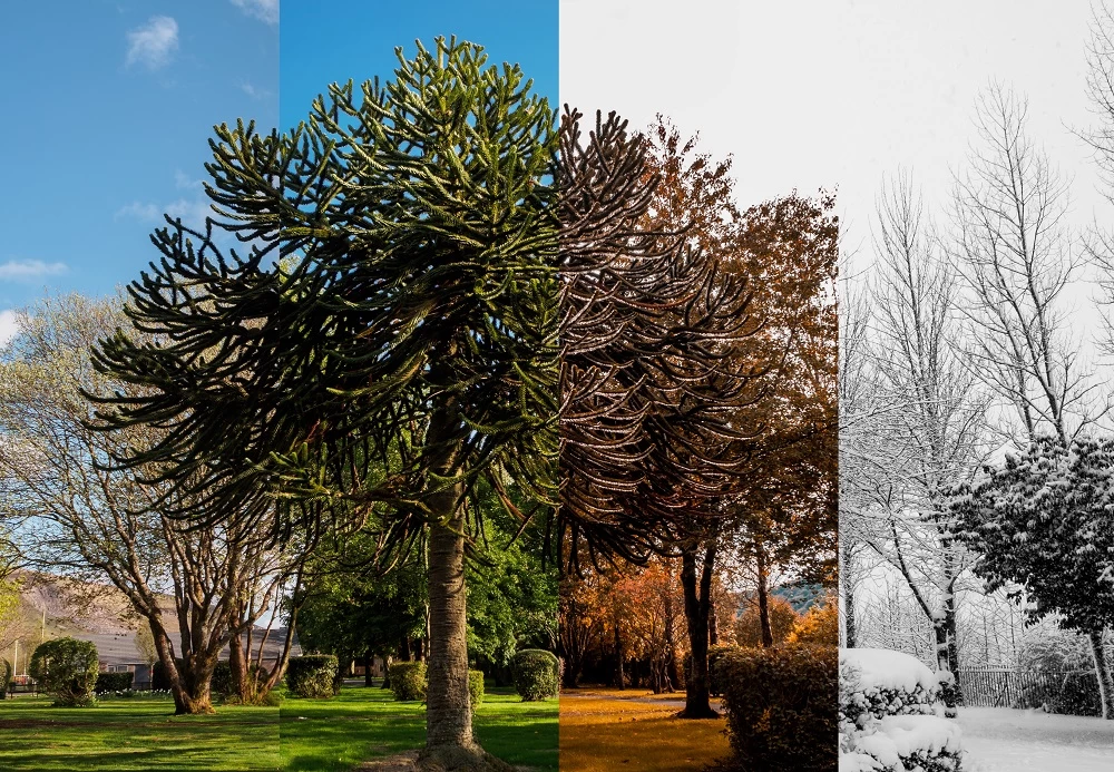 Istanbul Four Seasons